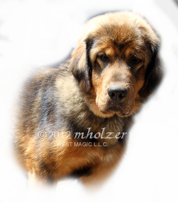 TIBETAN MASTIFF COLORADO
